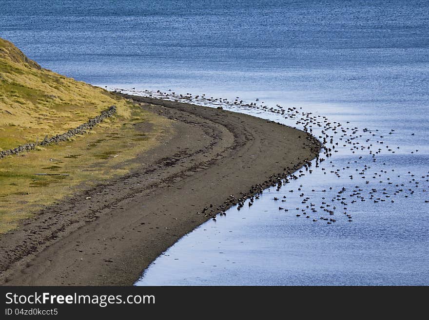 Beautiful Iceland Nature, bird swarm at the coastline. Beautiful Iceland Nature, bird swarm at the coastline