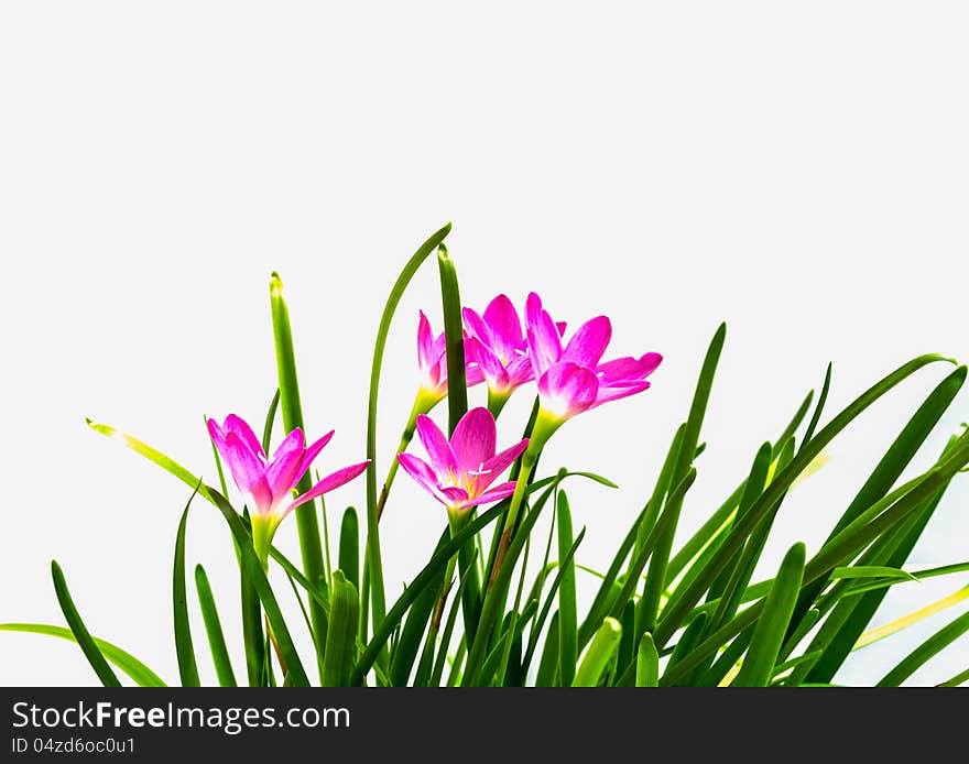 Rain lilies is isolated on white