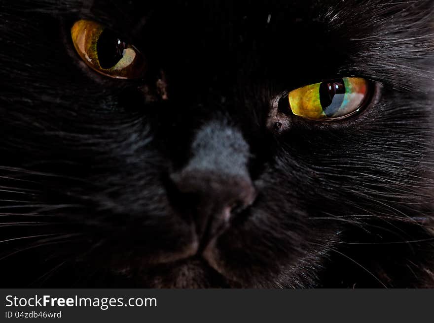 Portrait of the muzzle of a black cat