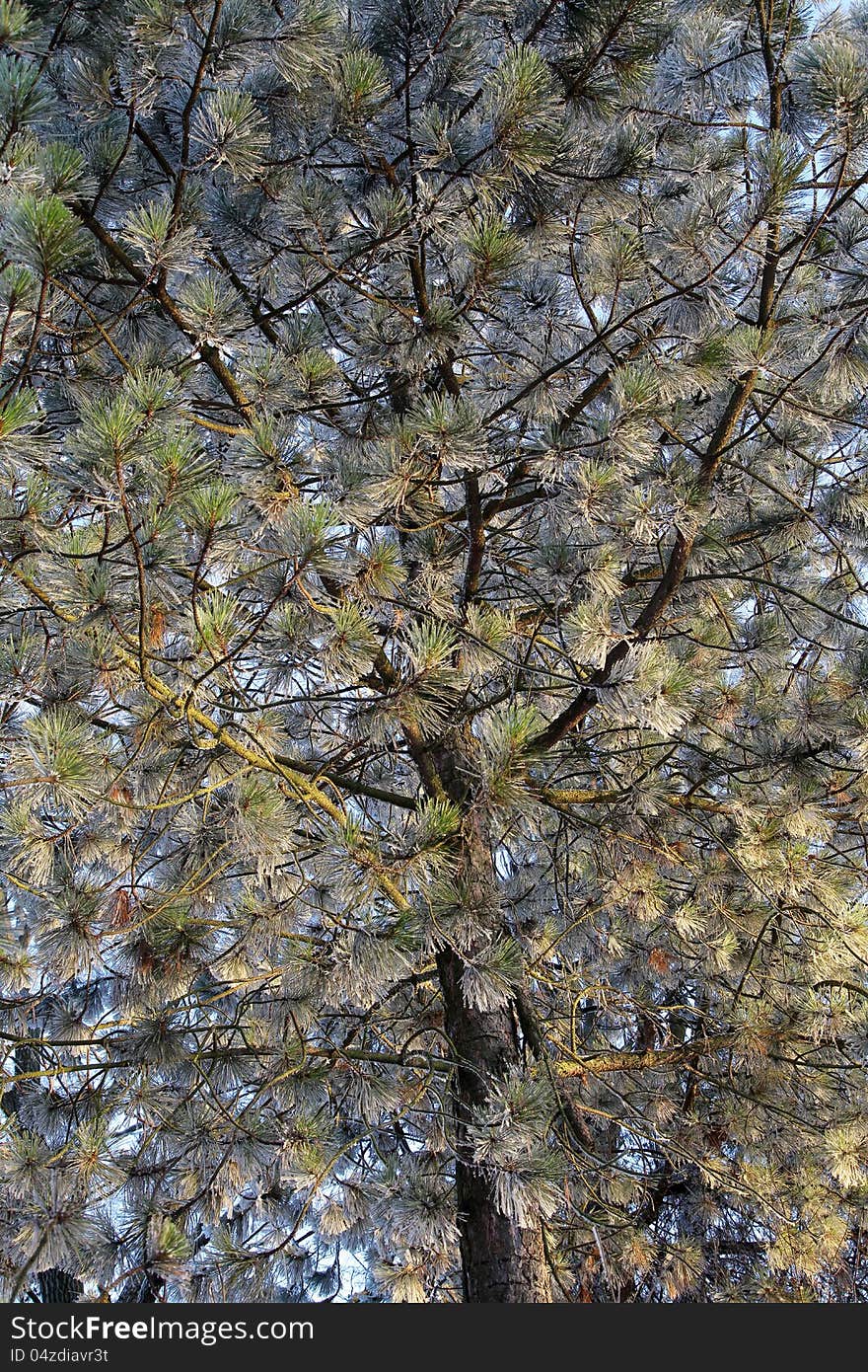 Winter tree in region Liptov, Slovakia