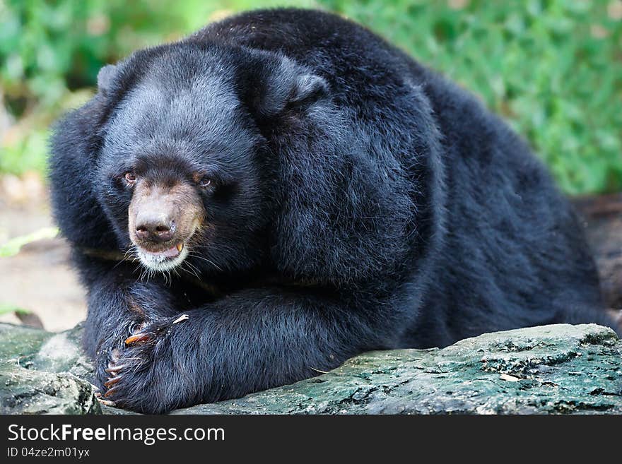 Malayan Sun Bears at Zoo