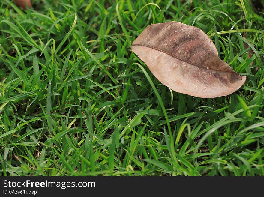 Brown Leaves.