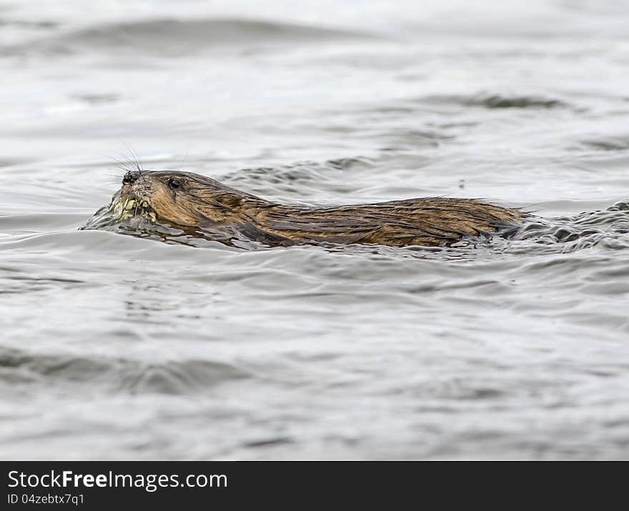 Muskrat Swimming in River