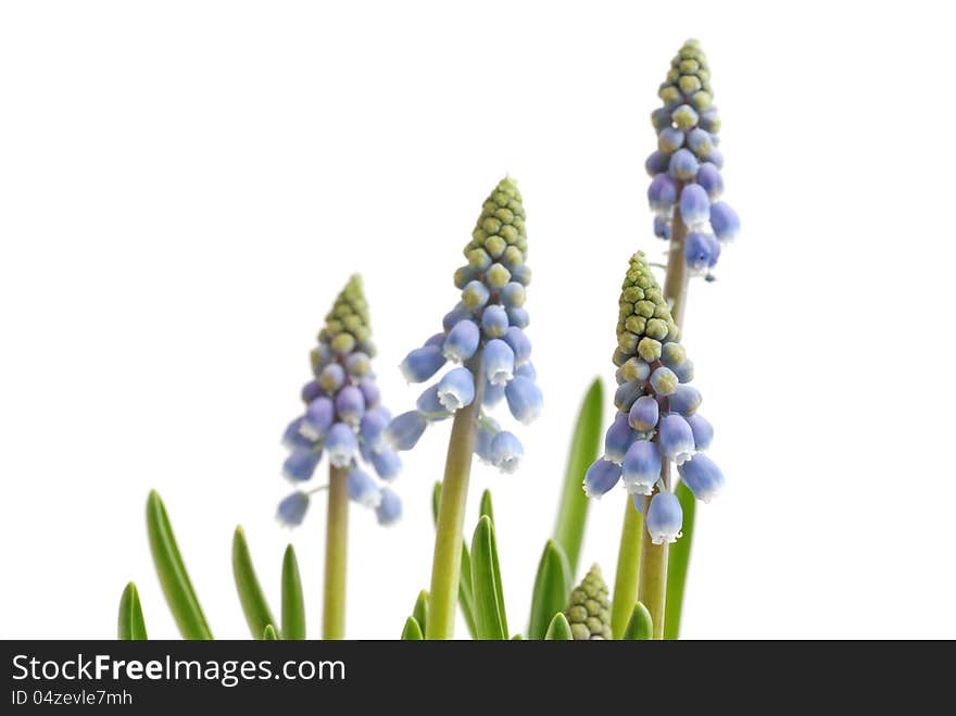 Fresh grape hyacinth isolated on white