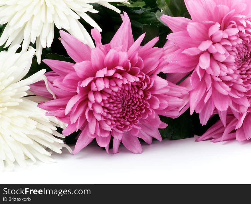 Bunch of Pink and White Chrysanthemum closeup on white background