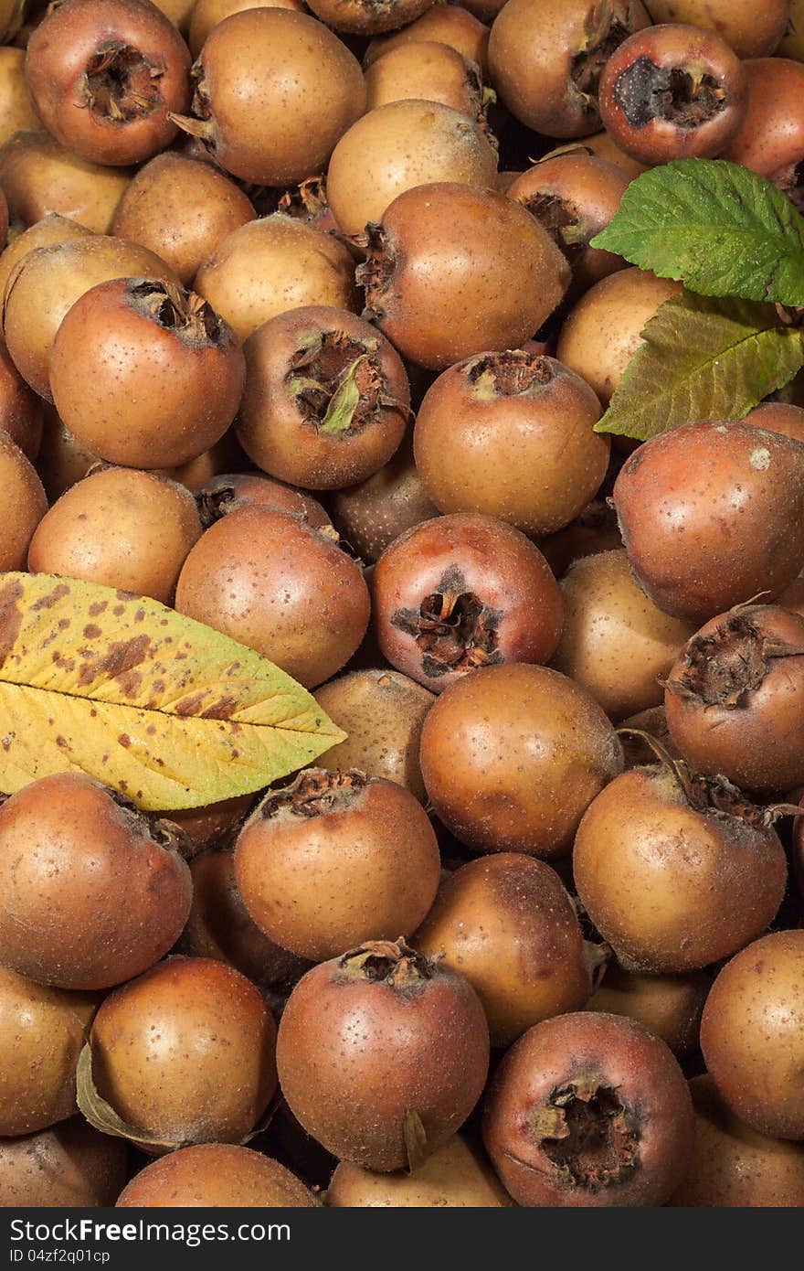 Medlars, mespilus germanica, mediterranean and asiatic autumnal fruit