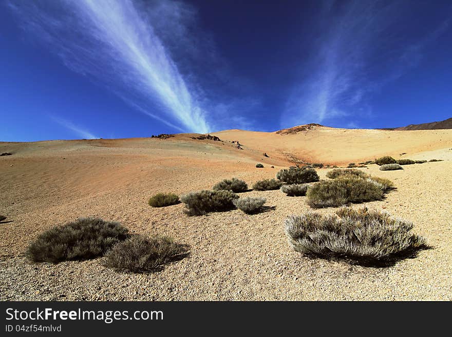 A few bushes struggle to survive on the slopes of the Teide Volcano, Canary Islands. A few bushes struggle to survive on the slopes of the Teide Volcano, Canary Islands.