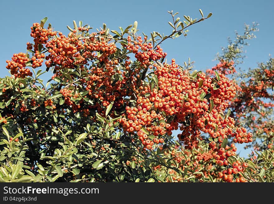 Firethorn bush with ripe berries