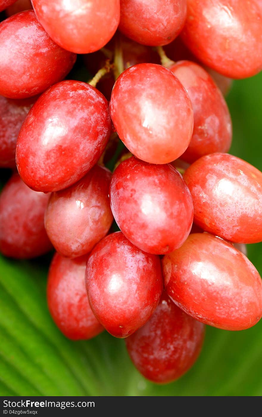 Organic Seedless Grapes.