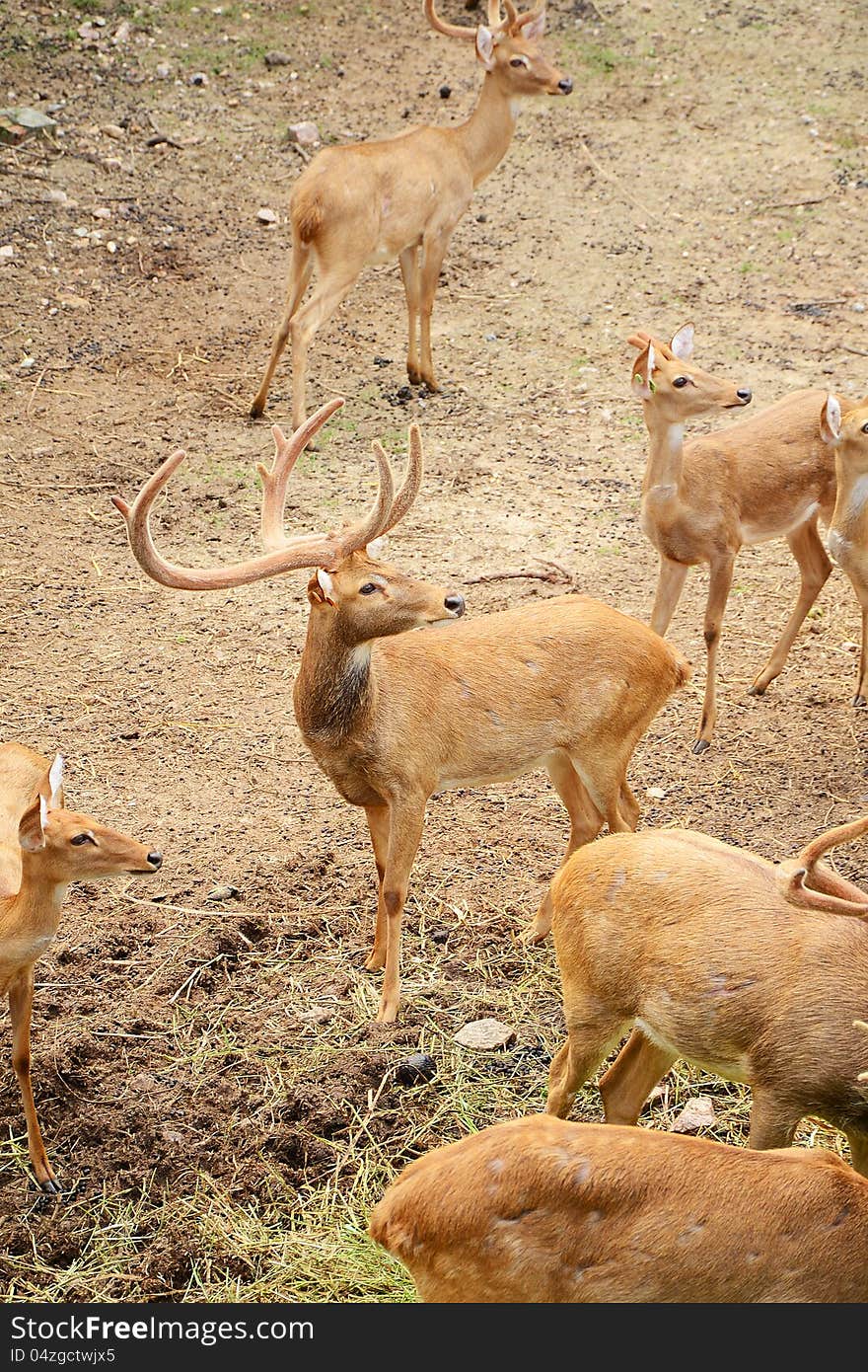 Group of Male Eld's Deer (Rucervus eldii). Group of Male Eld's Deer (Rucervus eldii).