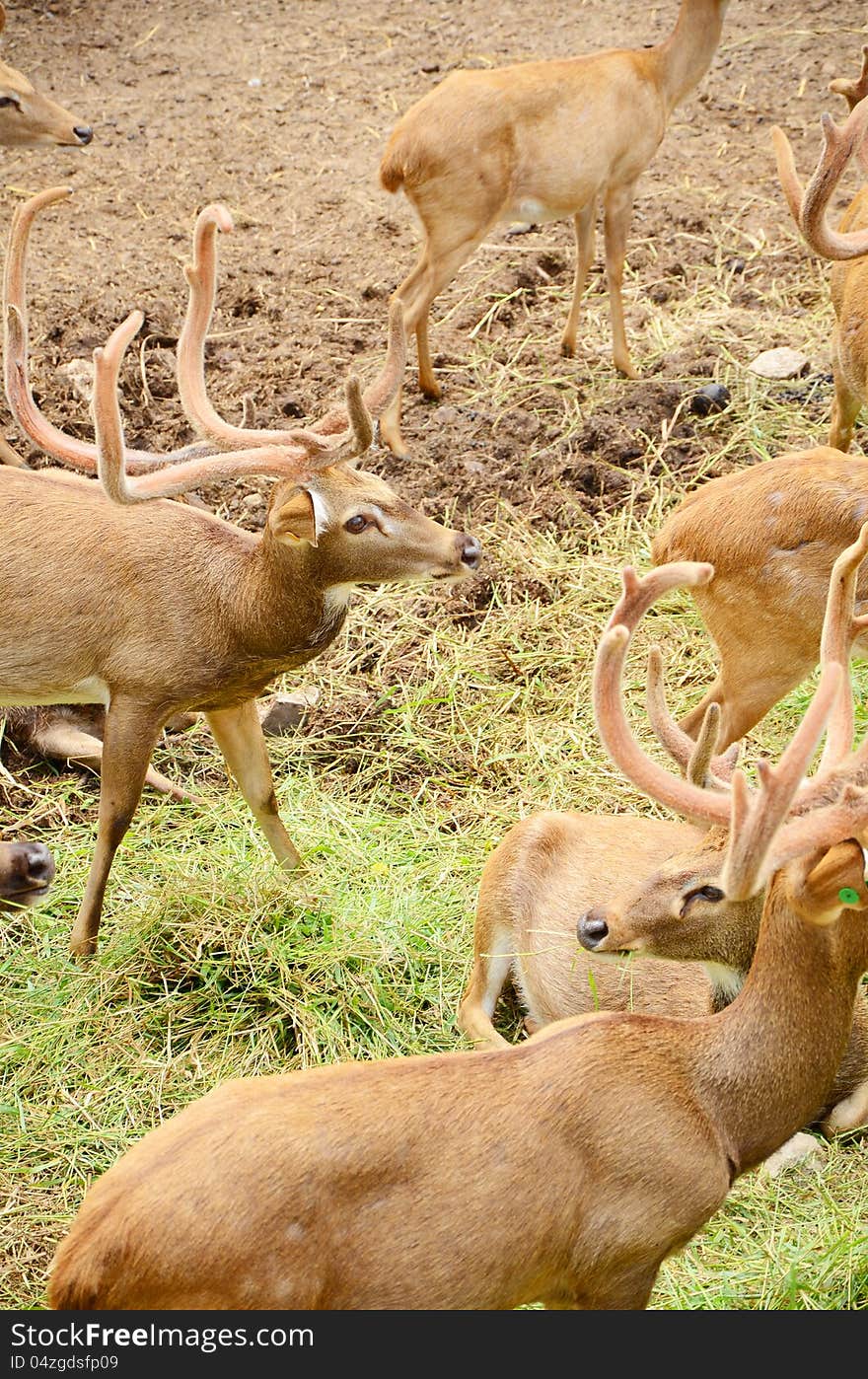 Group of Male Eld's Deer (Rucervus eldii). Group of Male Eld's Deer (Rucervus eldii).