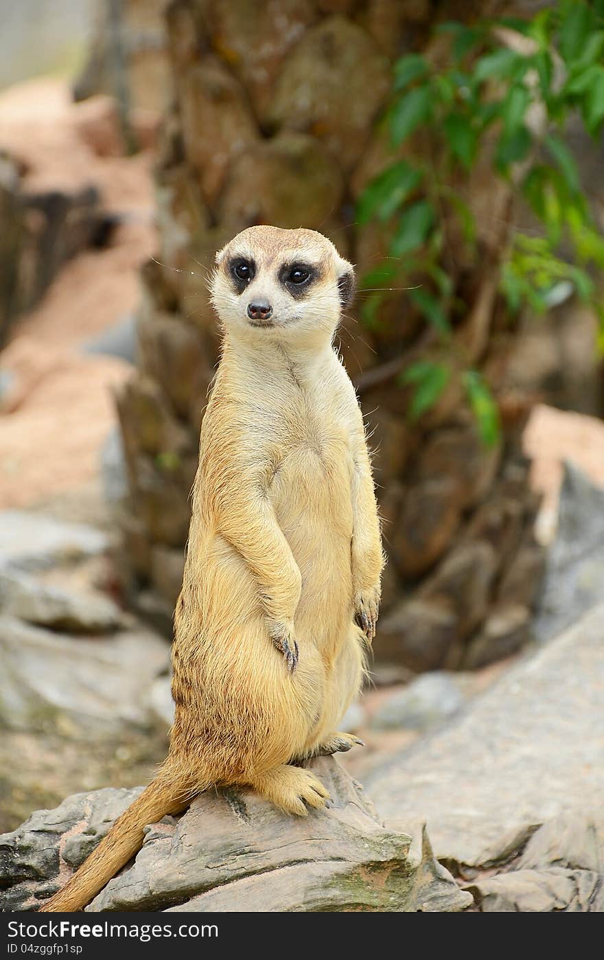 Meerkat (Suricata suricatta) in cute posture. Meerkat (Suricata suricatta) in cute posture.