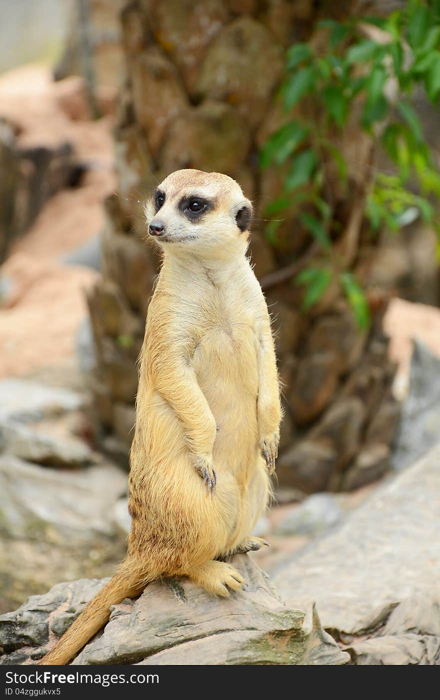 Meerkat (Suricata suricatta) in cute posture. Meerkat (Suricata suricatta) in cute posture.