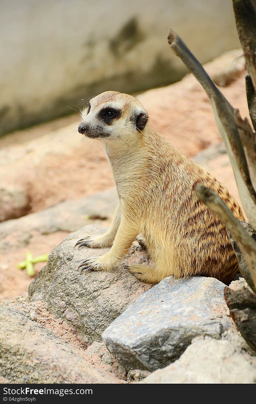 Meerkat (Suricata suricatta) in cute posture. Meerkat (Suricata suricatta) in cute posture.