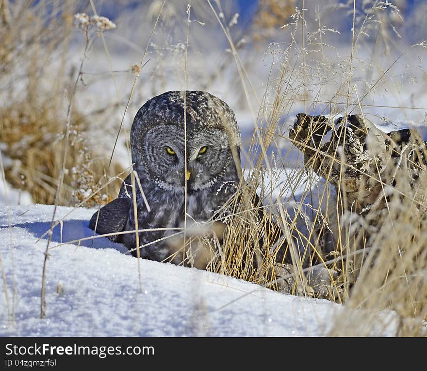 Great Grey Owl