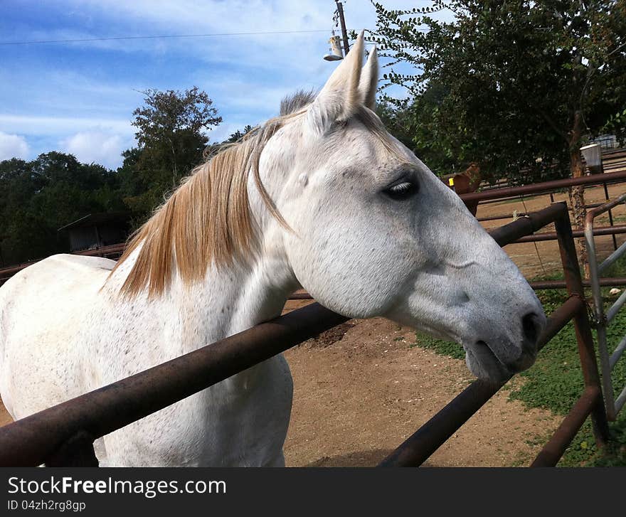 Pretty white horse side view with bright blue sky.