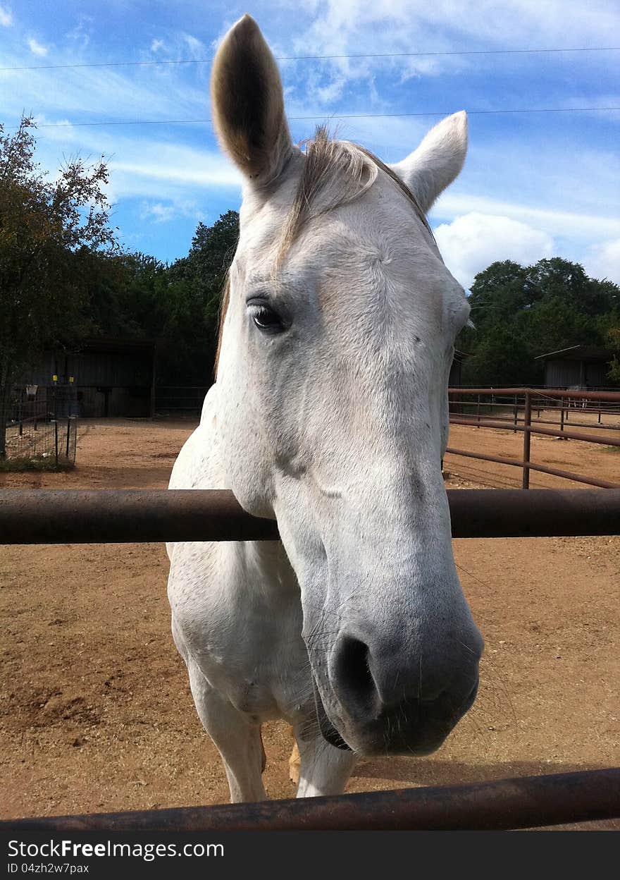 White Horse Close Up