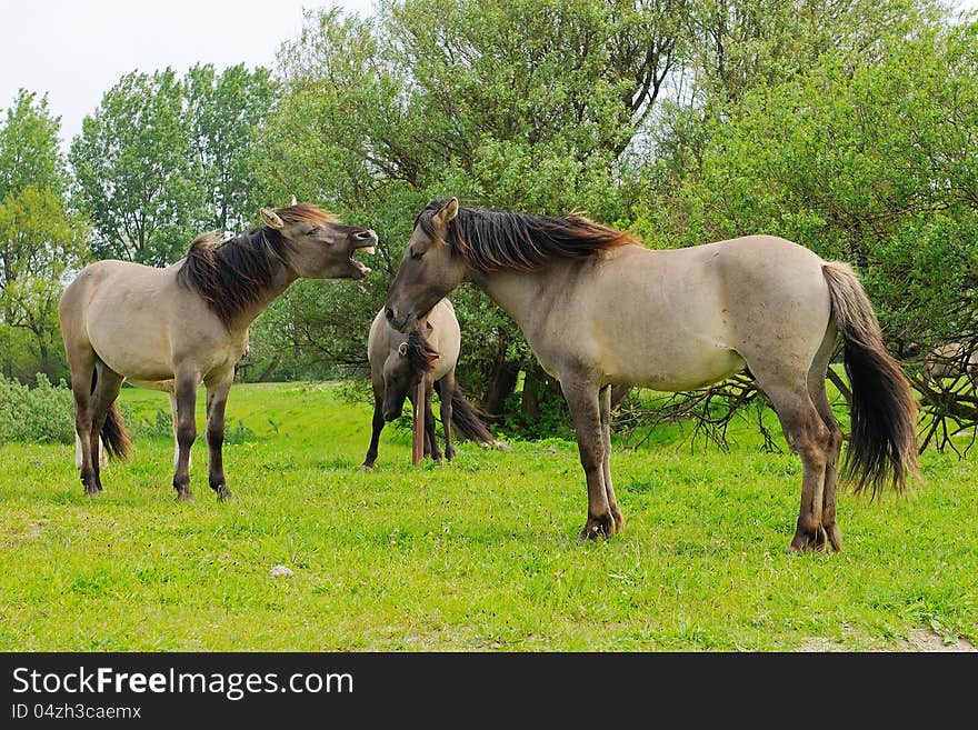 Wild konic horses fighting for leadership in beautiful landscape. Wild konic horses fighting for leadership in beautiful landscape