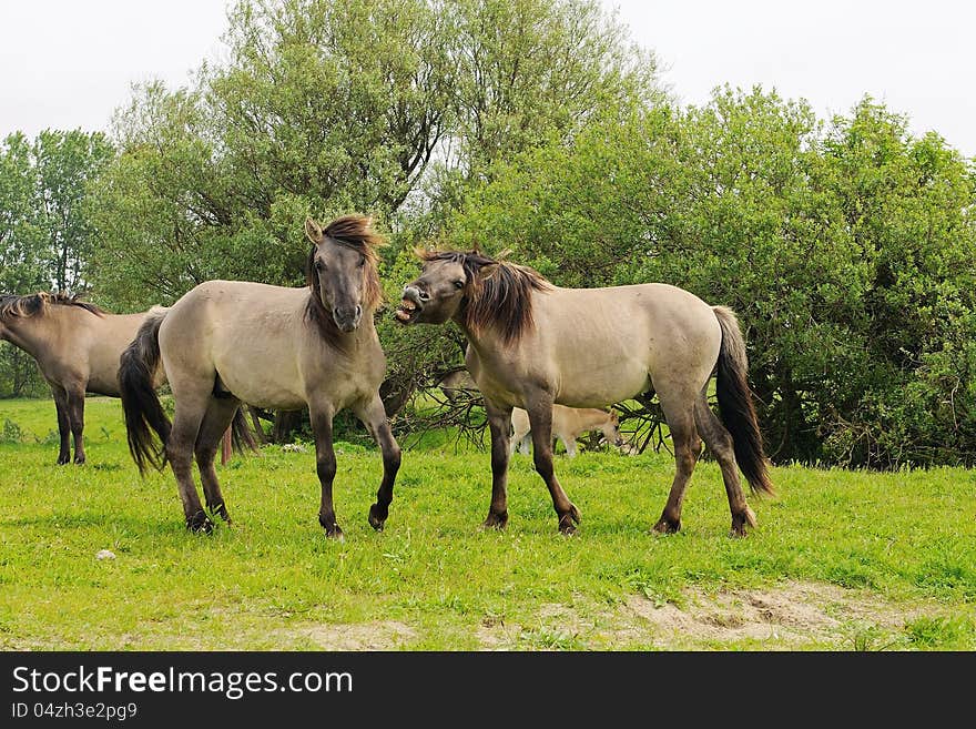 Horses fighting in nature