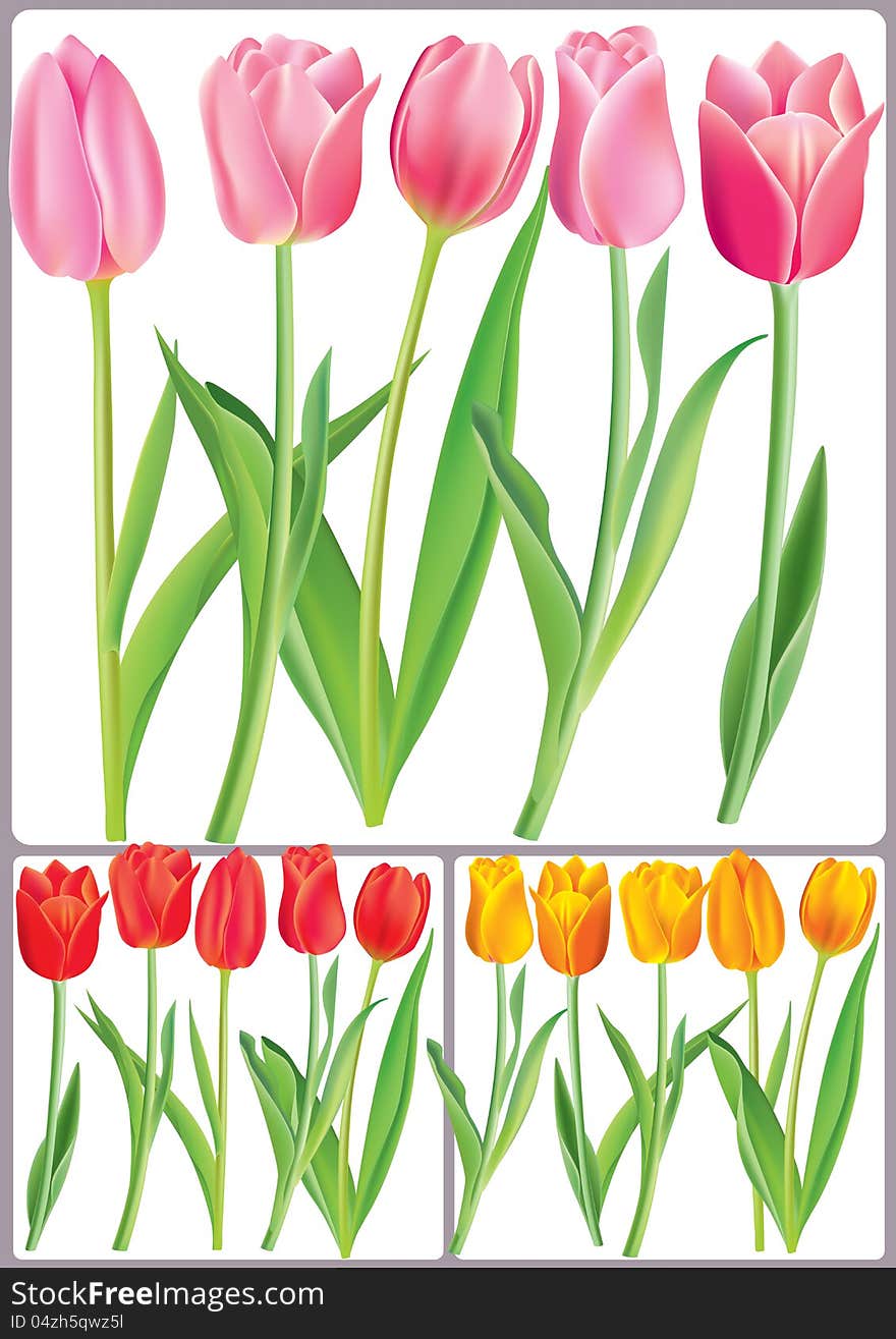 Beautiful tulips in different color. Contains transparent objects. EPS10