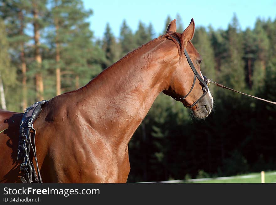 Chestnut Horse Wearing Lunging Equipment