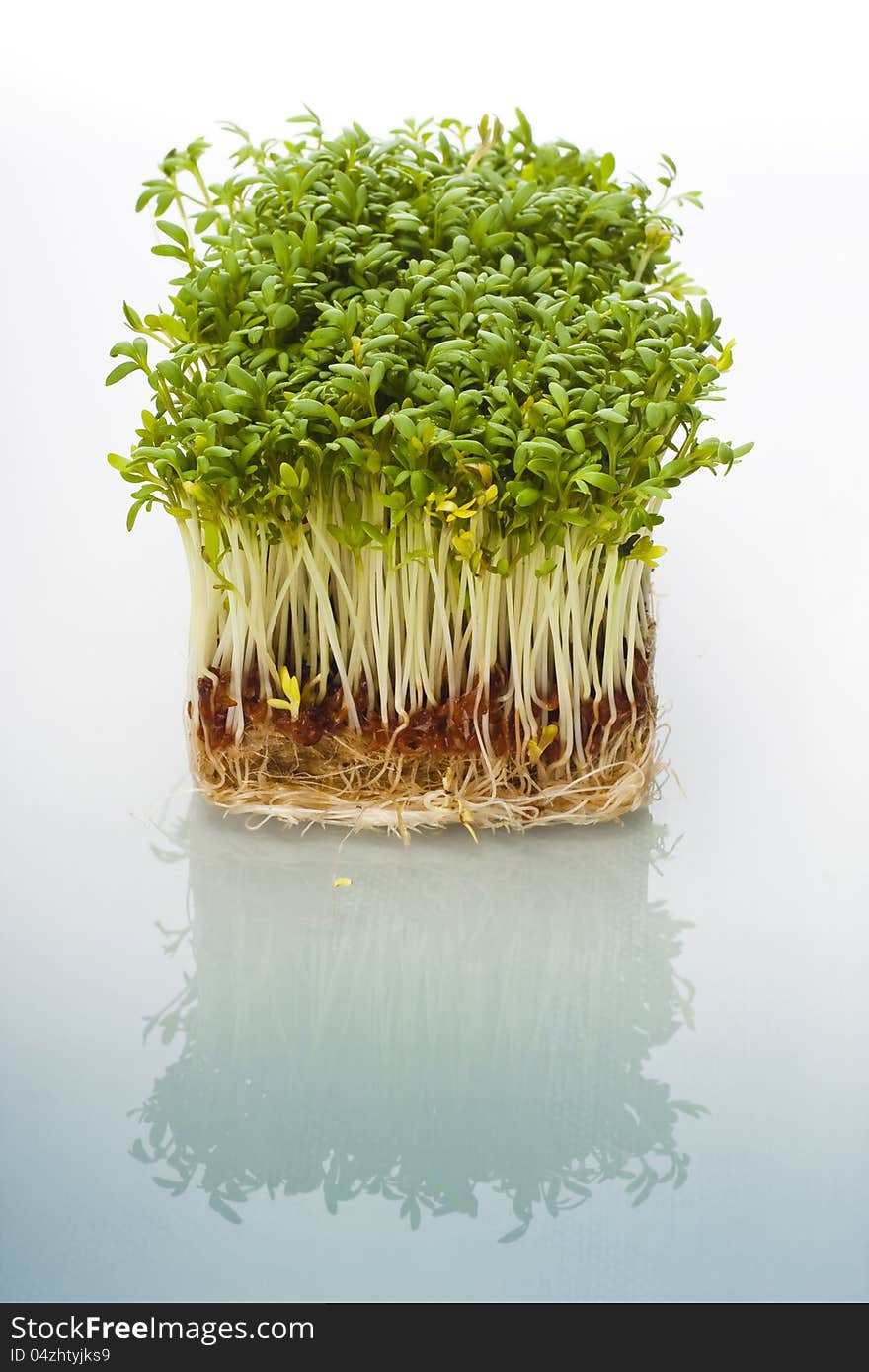 Shoots of cress