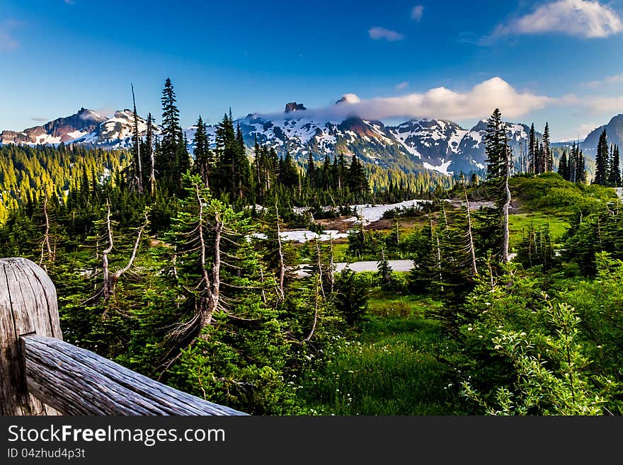 Alpine Meadow on Mount Rainier, Wash.