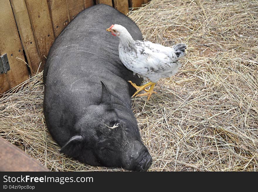 Decorative pig, city of Orenburg, Southern Ural, Russia