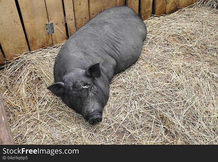 Decorative pig, city of Orenburg, Southern Ural, Russia