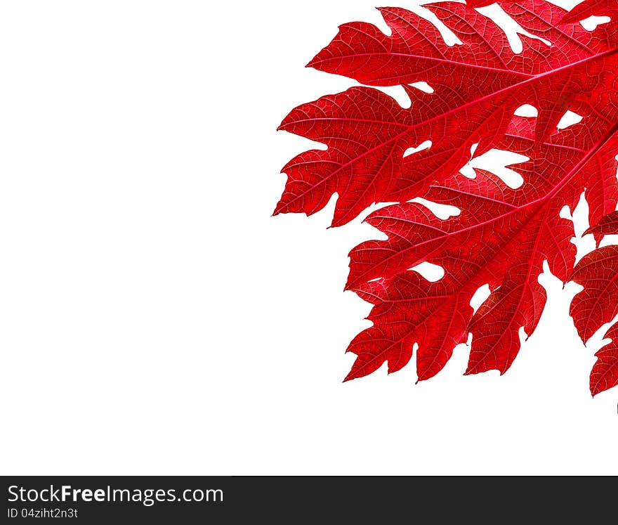 Red leaves border for an angle of page on white background - papaya leaves. Red leaves border for an angle of page on white background - papaya leaves