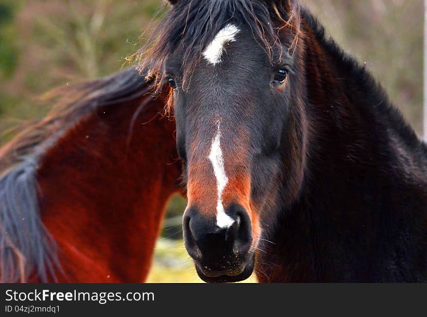 Two Arabian horses in brown color closeup.