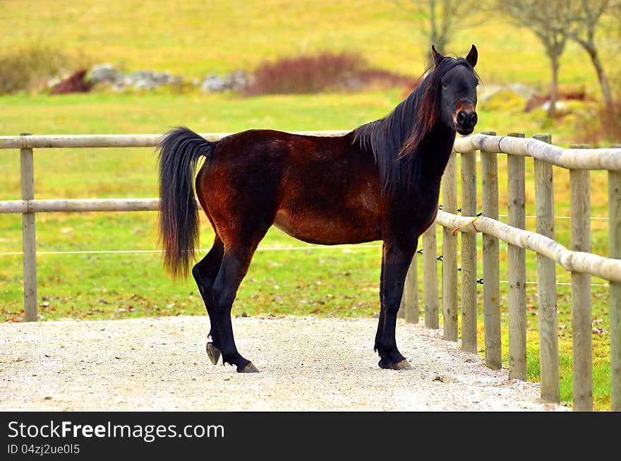 Arabian horse in brown color standing alone. Arabian horse in brown color standing alone