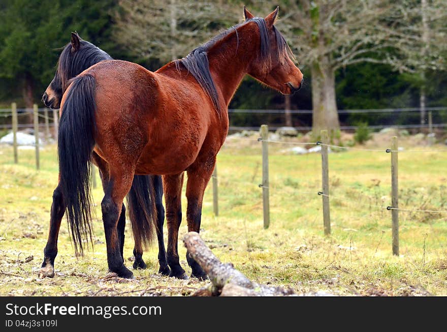 Two Arabian horses in brown color side by side.