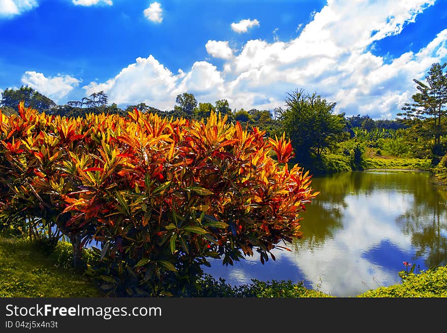 Croton variegatum and small pond. Near the Thai-Cambodian border. Croton variegatum and small pond. Near the Thai-Cambodian border.