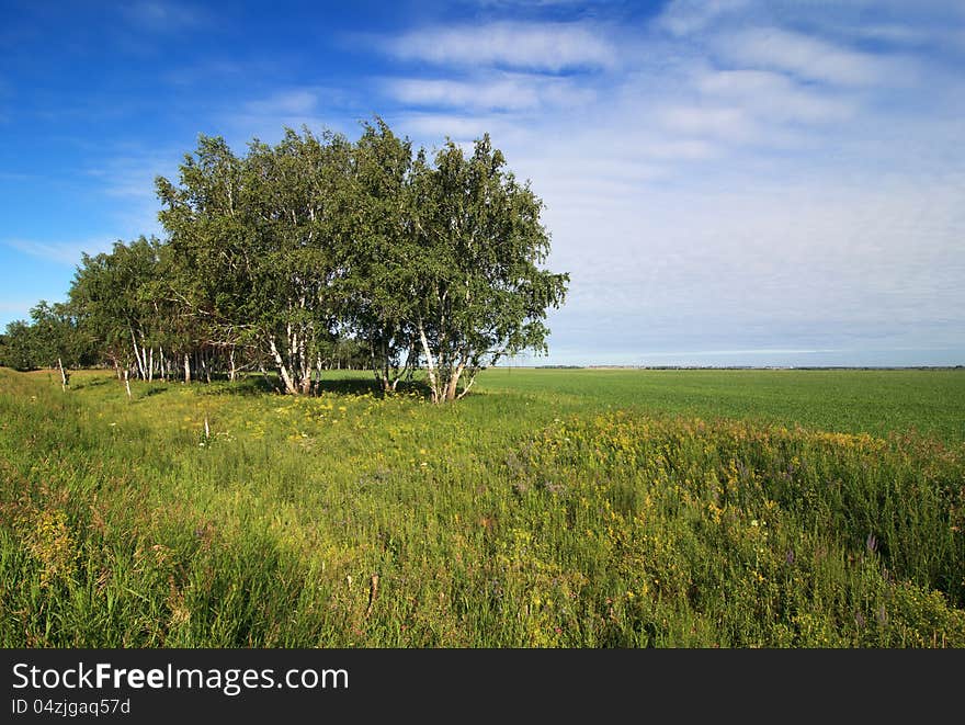 Russian birch trees on the a green meadow.