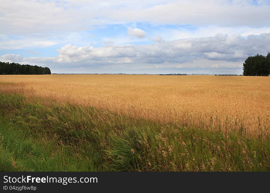 Field of ripe wheat.