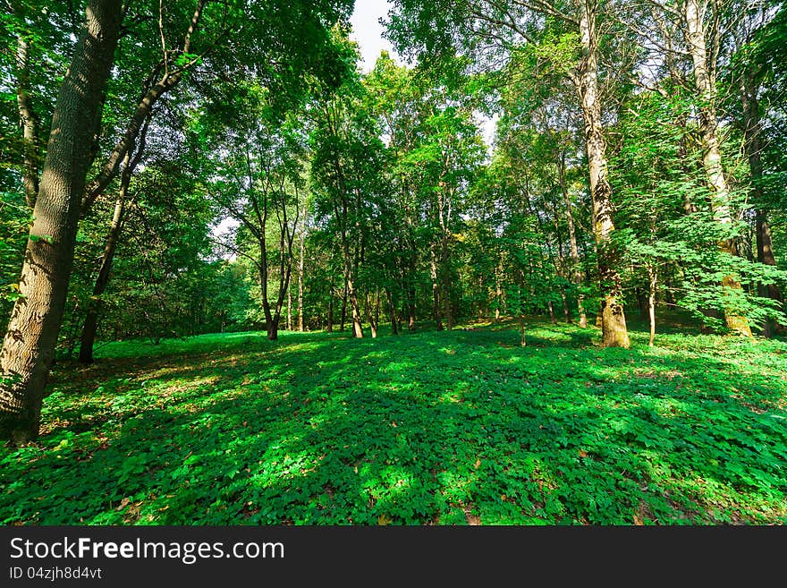 Beautiful deciduous forest on a summer day