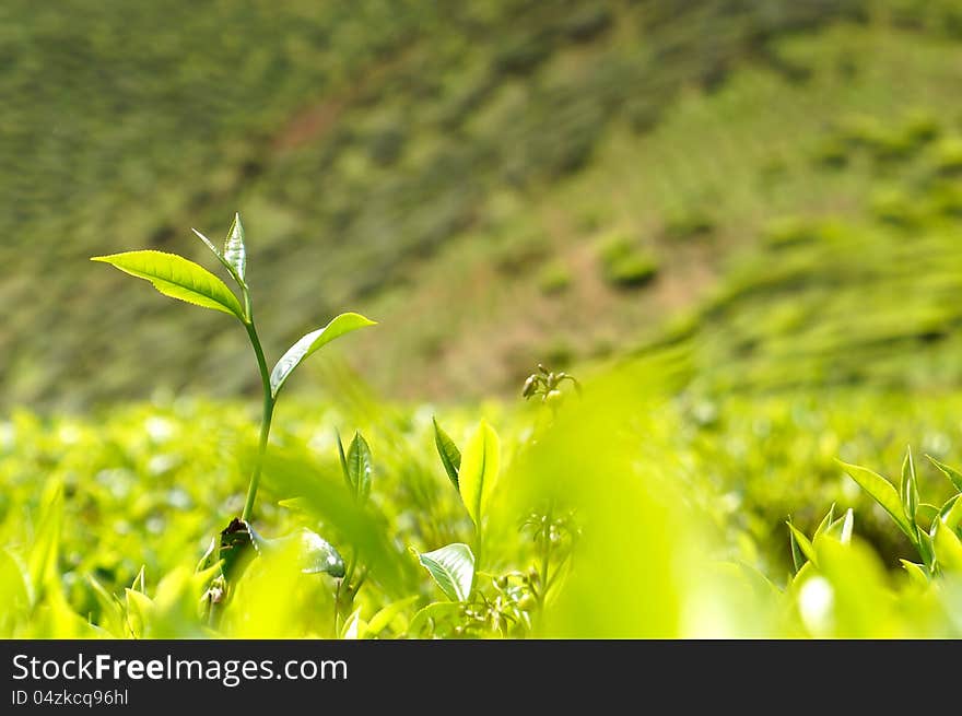 Green tea bud and fresh leaves at tea plantations. Green tea bud and fresh leaves at tea plantations.