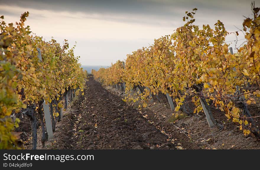 Vineyards in the autumn with yellow leaves