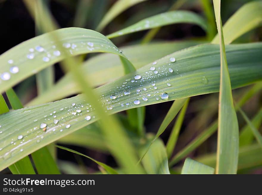 Dew in the early morning on grass