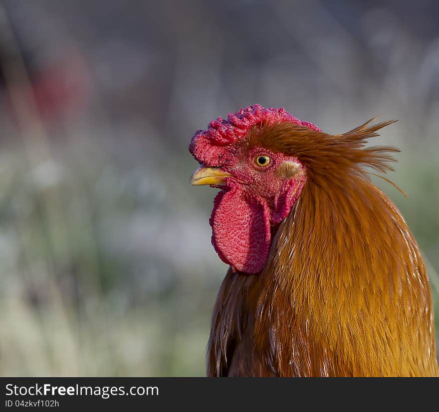 Portrait of an ordinary rooster