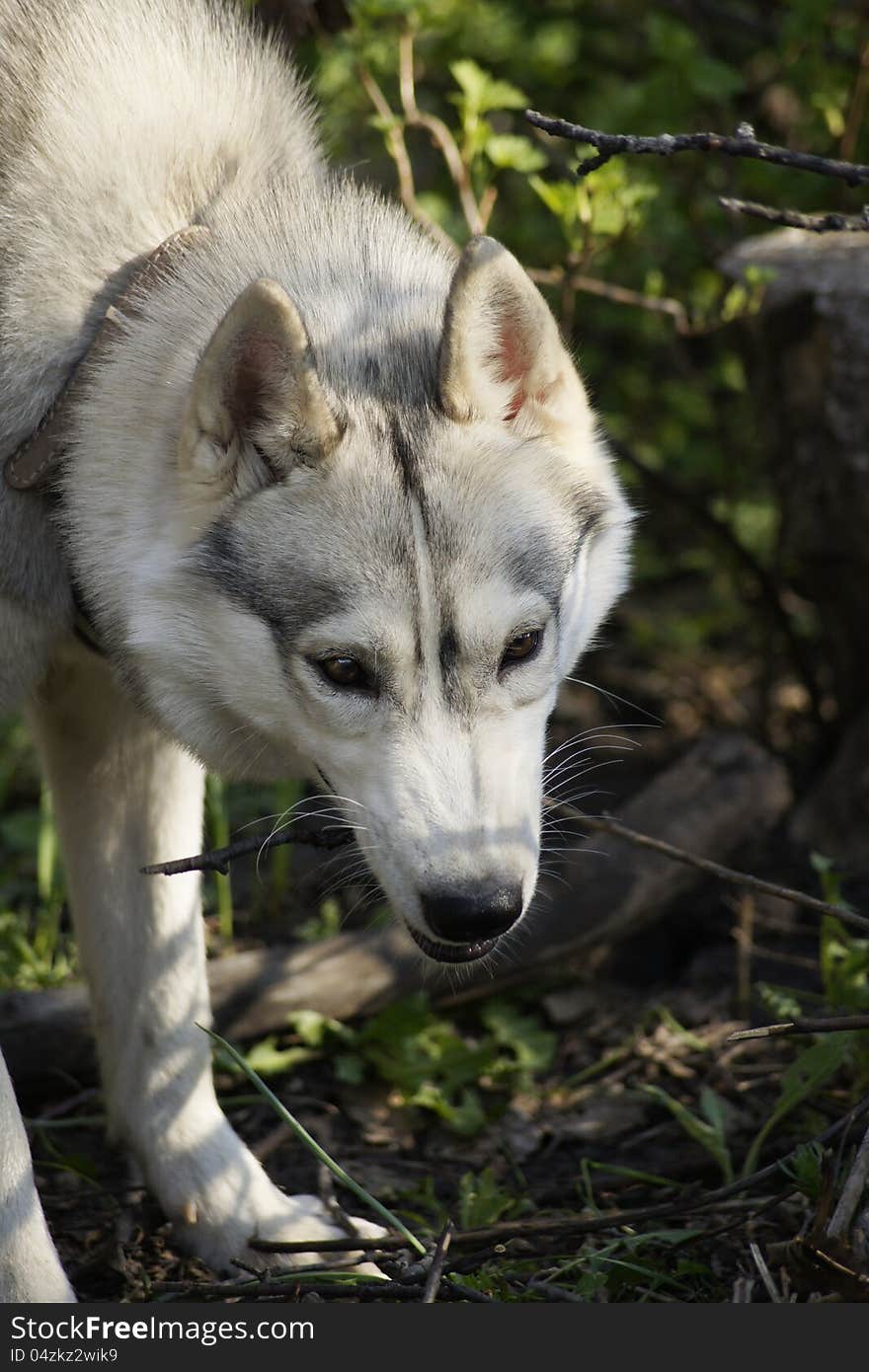 Dog breed Siberian Husky chews a twig. Dog breed Siberian Husky chews a twig