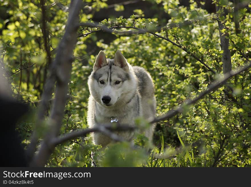 Siberian Husky dog breed is hiding in the bushes