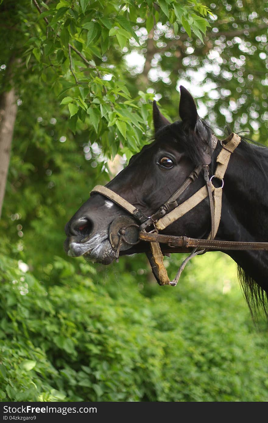 Head of bay horse on a background of foliage