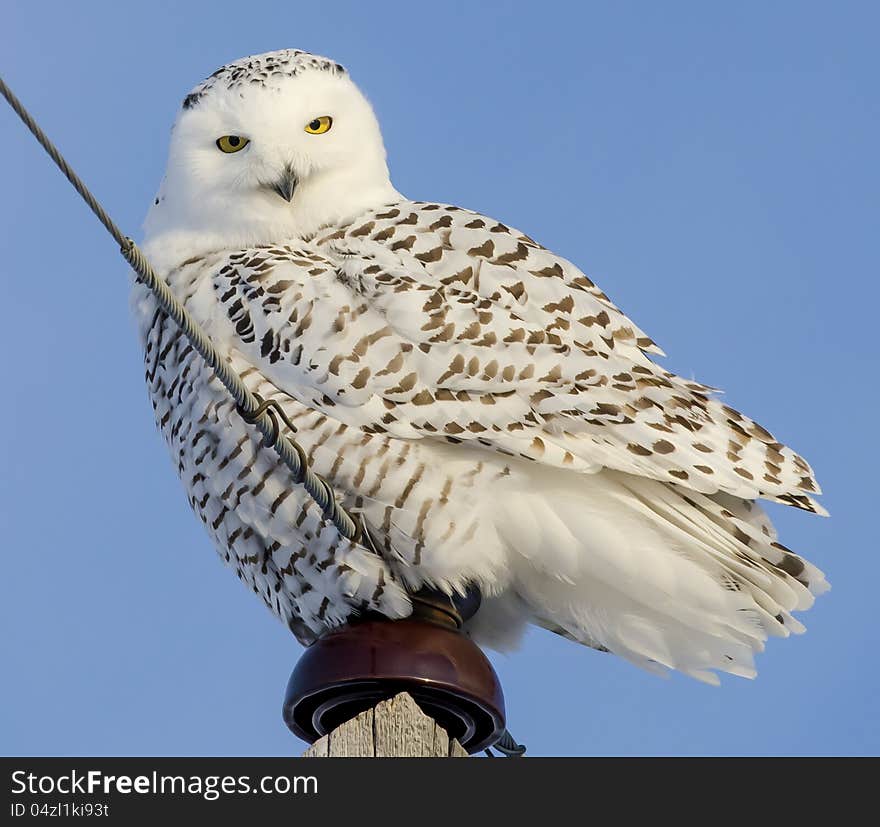 Snowy Owl Perched