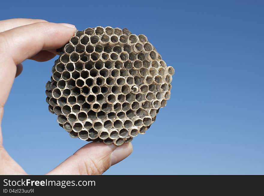 Closeup of a wasps' nest with  a clear blue sky background. Closeup of a wasps' nest with  a clear blue sky background