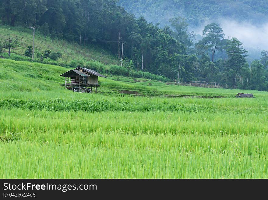 Green Rice Paddy Terrace And A Small Hut