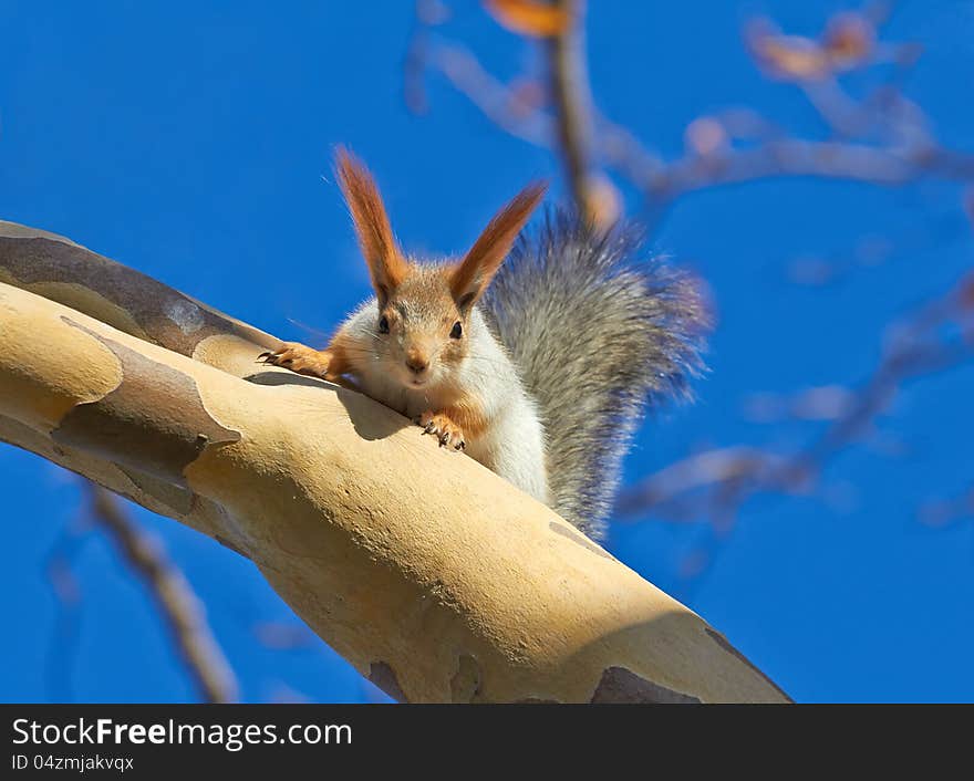 Red squirrel on a tree. Winter season. Red squirrel on a tree. Winter season.