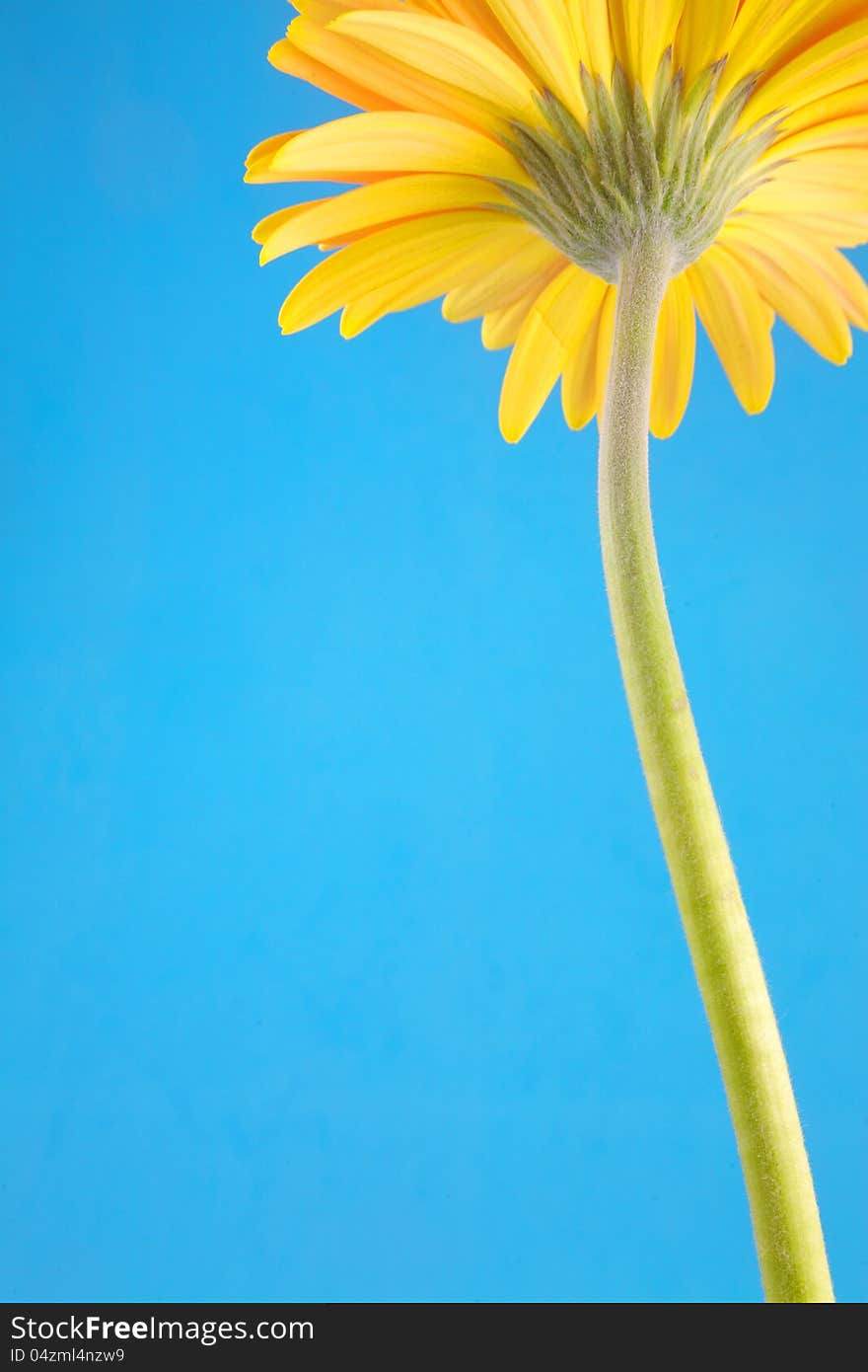 Yellow gerbera in morning light on blue background