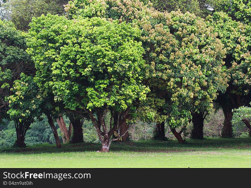 Tree group and grass on land in nature background. Tree group and grass on land in nature background